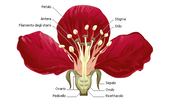 Anatomia del fiore