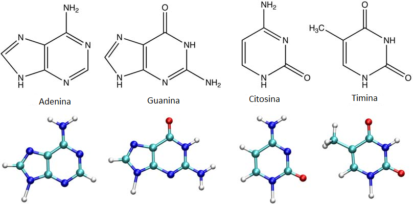 Pirimidine e purine del DNA