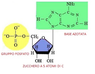 Rappresentazione di un nucleotide (DNA)