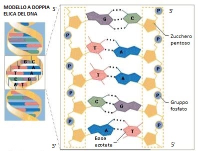 Rappresentazione di una molecola di DNA