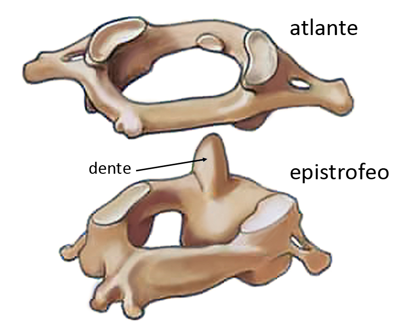 Rappresentazione di atlante ed epistrofeo