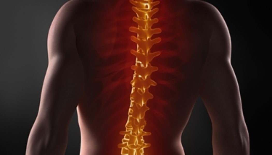 La colonna vertebrale: anatomia e funzioni