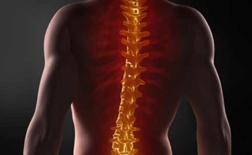 La colonna vertebrale: anatomia e funzioni