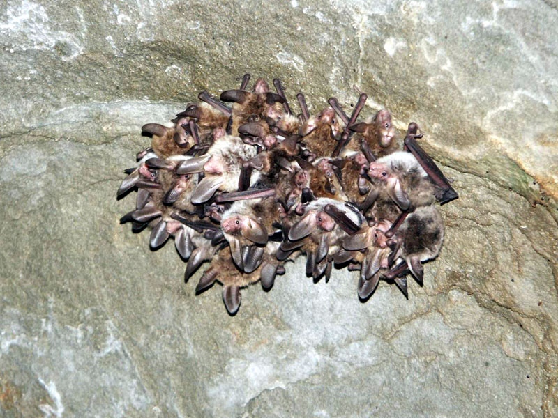 Chirotteri in una grotta