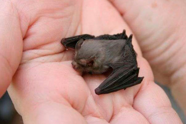 Pipistrello calabrone
