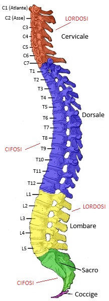 La colonna vertebrale