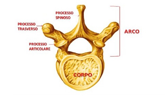 Rappresentazione di una vertebra