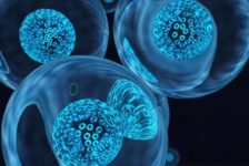 Riproduzione cellulare asessuata: la mitosi