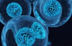 Riproduzione cellulare asessuata: la mitosi