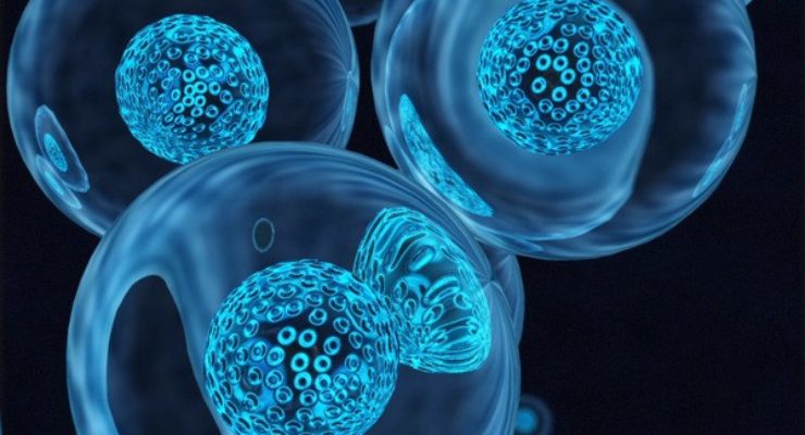 Riproduzione cellulare asessuata: la mitosi