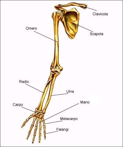 Scheletro arti superiori