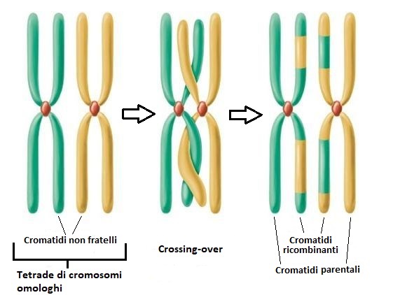 Schema crossing-over meiosi