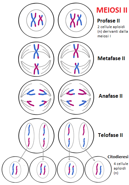 Schema meiosi II