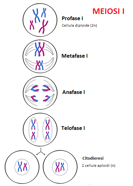 Schema meiosi I